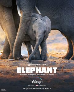 ดูหนังออนไลน์ HD ดูสารคดี ELEPHANT (2020) DISNEY อัศจรรย์ชีวิตของช้าง HD ดูฟรี เต็มเรื่อง Master ดูสารคดีออนไลน์