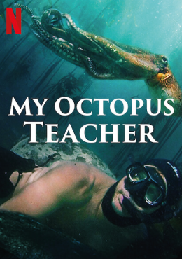 ดูสารคดี Netflix My Octopus Teacher (2020) บทเรียนจากปลาหมึก