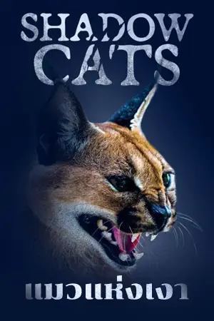 ดูหนังสารคดี Shadow Cats (2022) แมวแห่งเงา HD เต็มเรื่อง